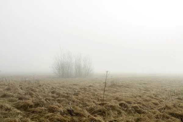 Bush in fog early in the morning — Stock Photo, Image