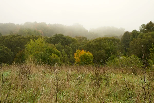 Foresta in autunno — Foto Stock