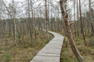 akşam korkunç bataklık