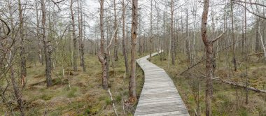 Bataklık panorama gidiş iz