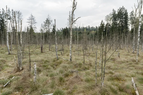 Trees in swamp — Stock Photo, Image