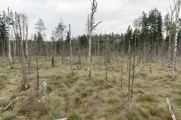 trees in swamp