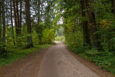 Kırmızı yol orman yoluyla