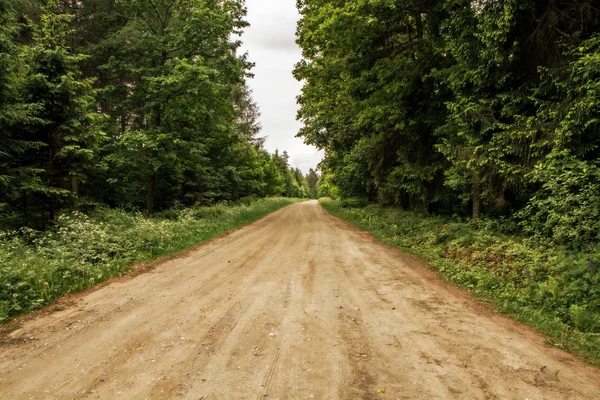 Die Straße, die durch einen großen Wald führt — Stockfoto