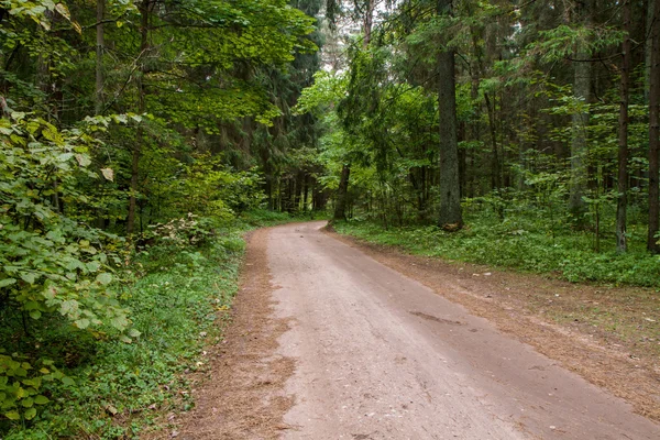 Strada asfaltata attraverso la foresta — Foto Stock