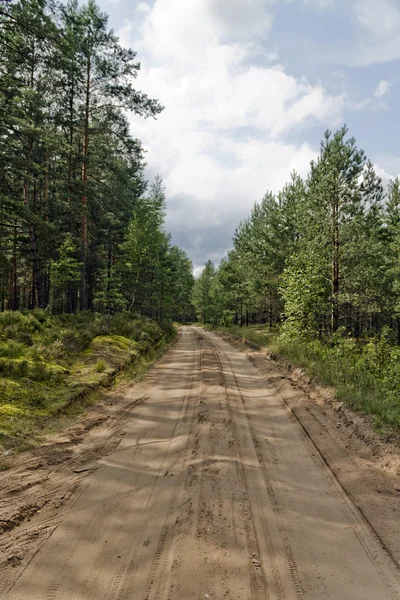 Largo camino a través del bosque —  Fotos de Stock