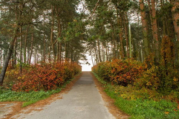 Camino en otoño —  Fotos de Stock