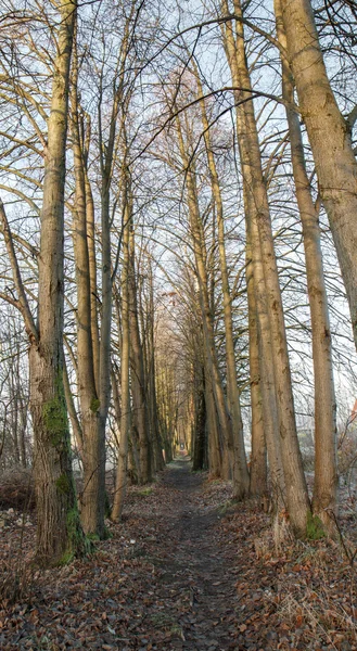 Alley in ochtend — Stockfoto