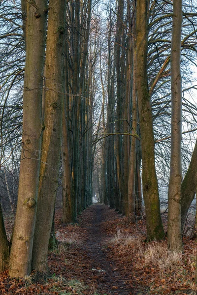 Aleja drzew długo — Zdjęcie stockowe
