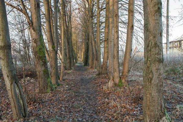 Mattes Feld in der Nähe des Waldes — Stockfoto