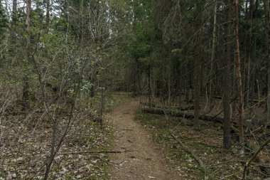 Ormanın içinden geçen yol