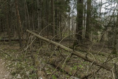 Orman içinde kuru ağaç