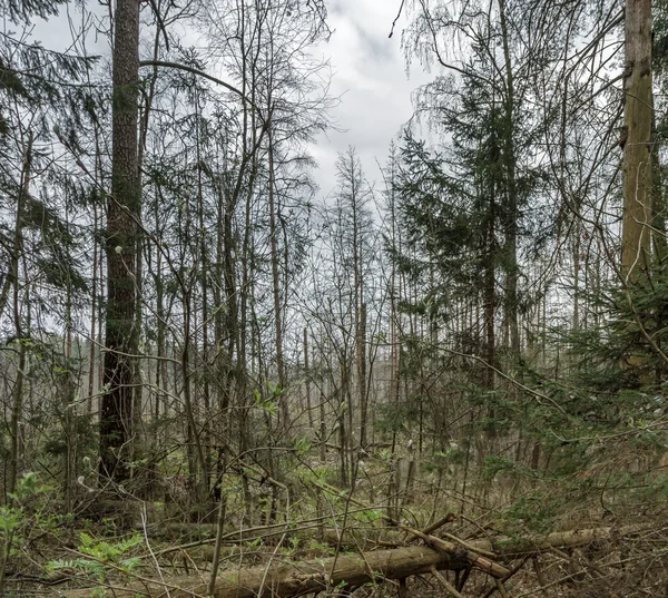 Verlaten bos in de zomer — Stockfoto