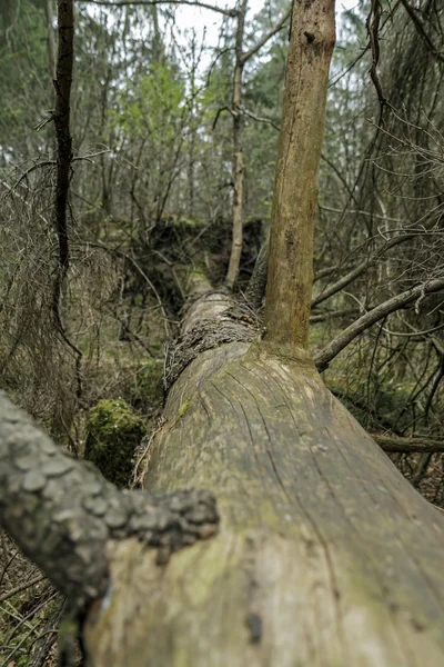 Árbol se estrelló cerca en el bosque — Foto de Stock