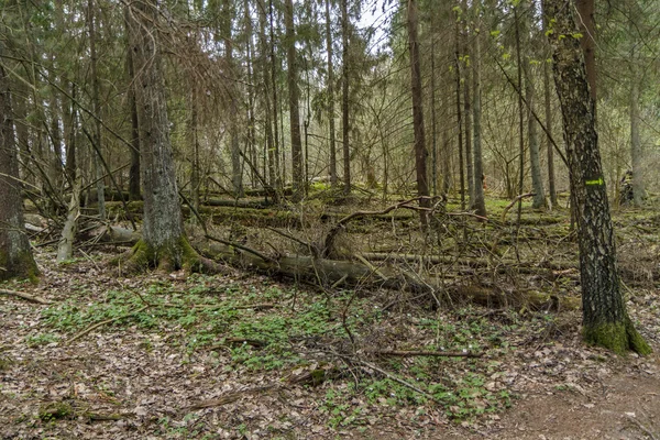 Veel omgevallen bomen — Stockfoto