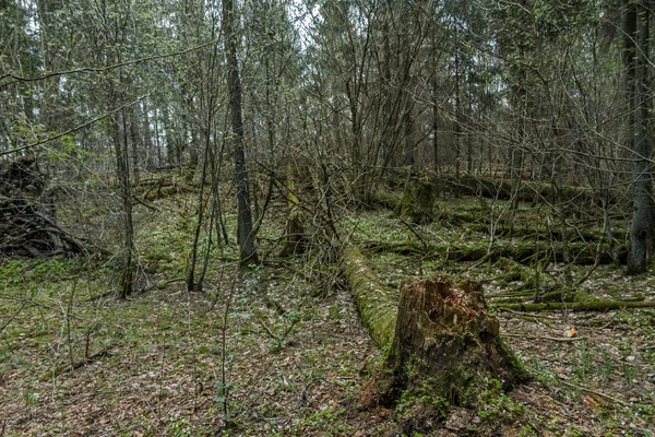 Broken trees in forest — Stock Photo, Image
