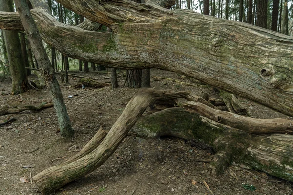 Árvore seca na floresta — Fotografia de Stock