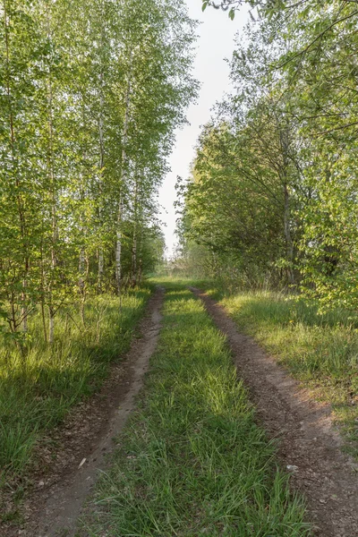 Путь в лес — стоковое фото