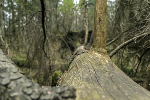 Padlý strom blízko — Stock fotografie