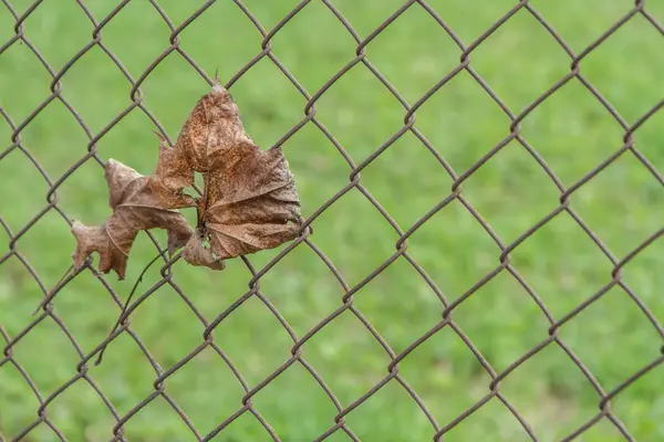 Yellow leaf — Stock Photo, Image