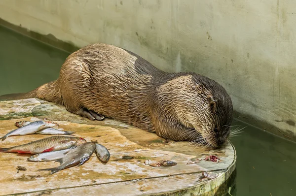 Otter. —  Fotos de Stock