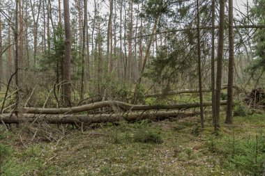 Kuru ağaç ve düşen ağaç