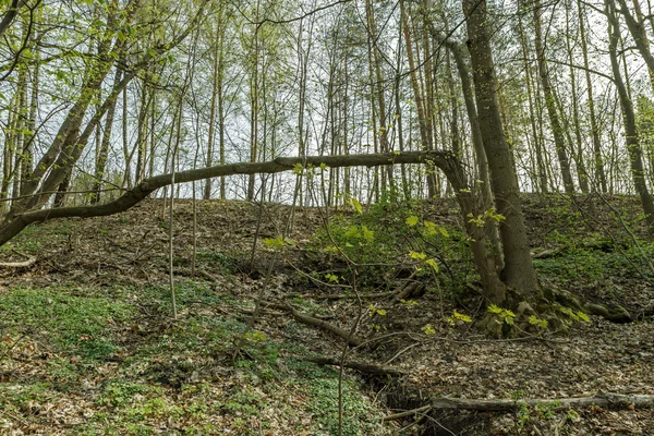 Forêt abandonnée — Photo