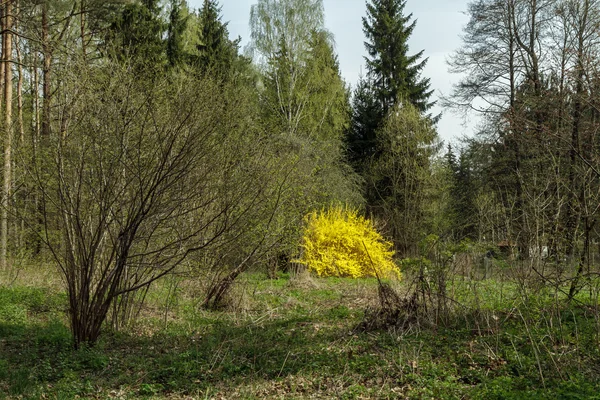 Желтый куст в лесу — стоковое фото