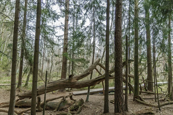 Baum ausgetrocknet und im Wald abgestürzt — Stockfoto