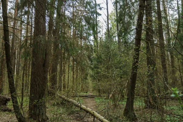 Neergestort in het bos — Stockfoto