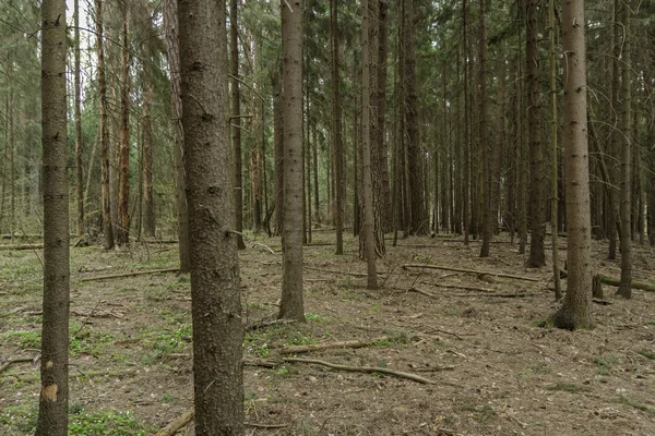 Bosbouw — Stockfoto