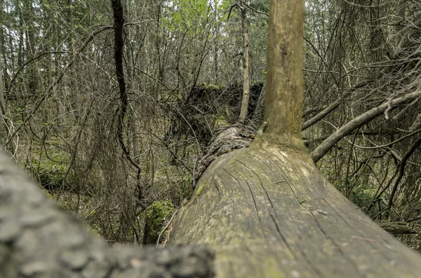 Arbre s'est écrasé près — Photo