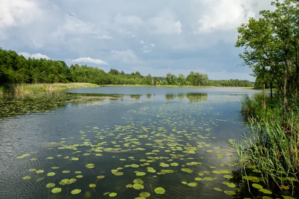 Lake vegetation — Stock Photo, Image