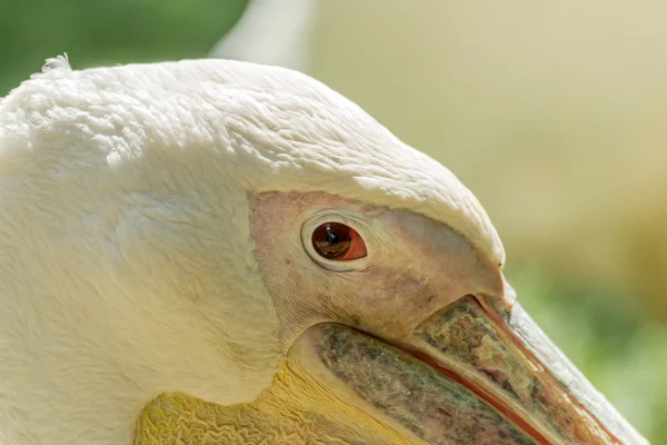 Пеликан с закрытыми глазами — стоковое фото