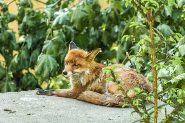 Netter Fuchs — Stockfoto