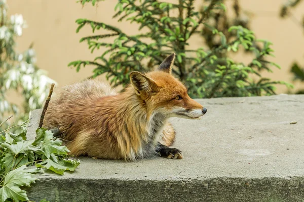 A raposa — Fotografia de Stock