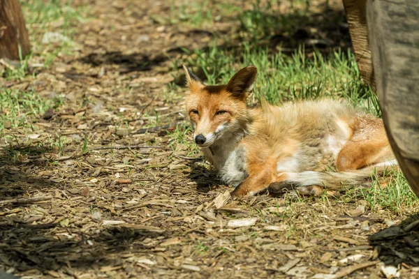 カウナス動物園を狐します。 — ストック写真