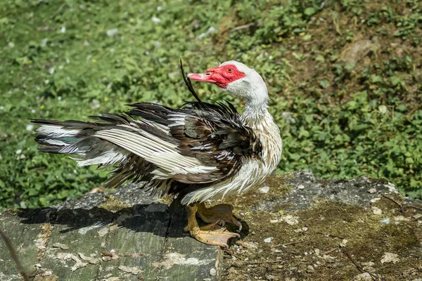 Büyük pis ördek — Stok fotoğraf