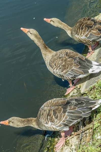 Drei Enten — Stockfoto