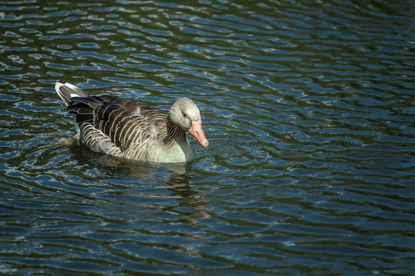 Canard volant dans le lac — Photo