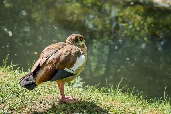 Duck in de buurt van water — Stockfoto