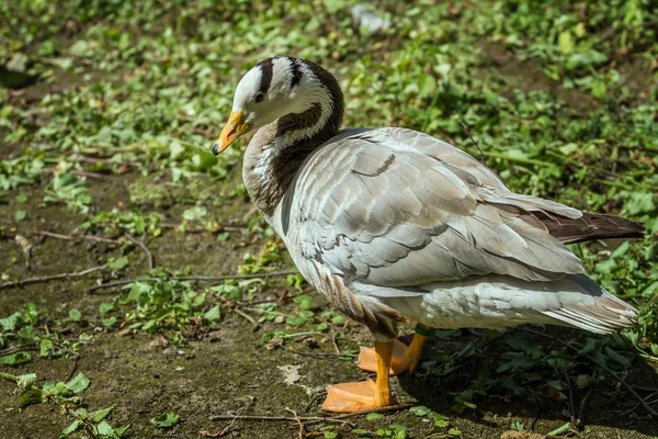 Eend in dierentuin — Stockfoto