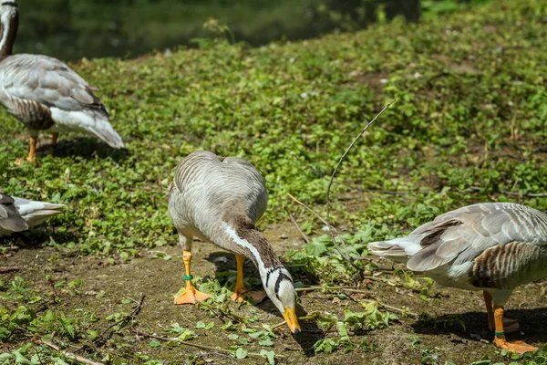 Beaucoup de canard — Photo