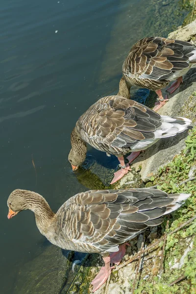 Drei Enten am See — Stockfoto