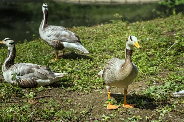 Many duck in zoo — Stock Fotó