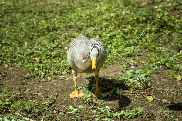 Um pato. — Fotografia de Stock