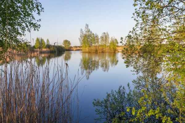 A view of the lake through bushes — Stock Photo, Image