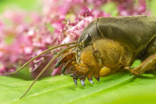 Gryllotalpa macro perna — Fotografia de Stock