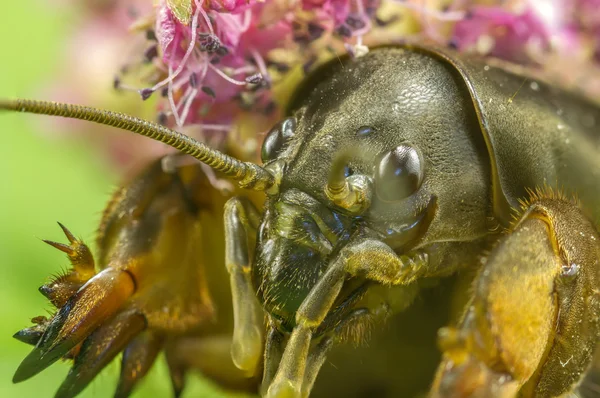 Gryllotalpa macro yeux — Photo