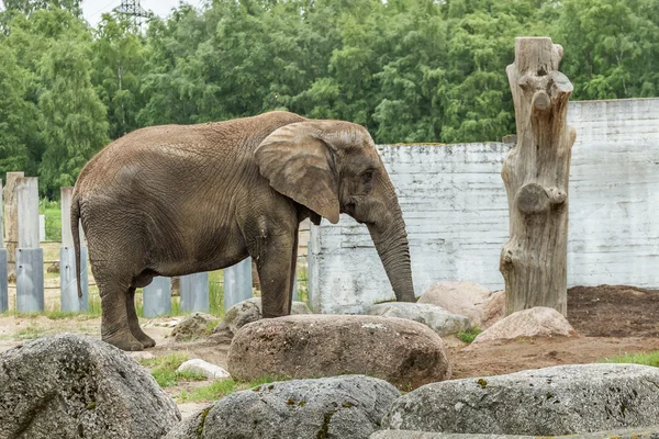 Stor elefant — Stockfoto